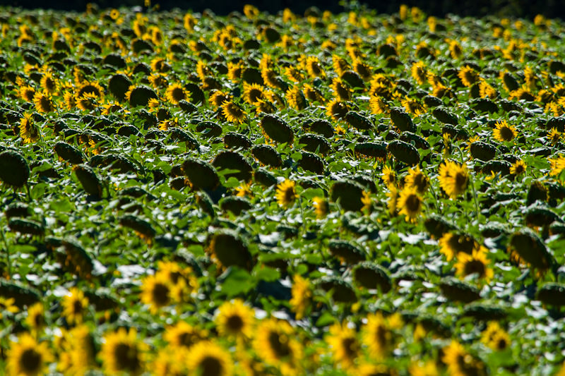 sunflowers