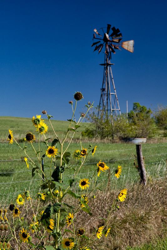 sunflowers