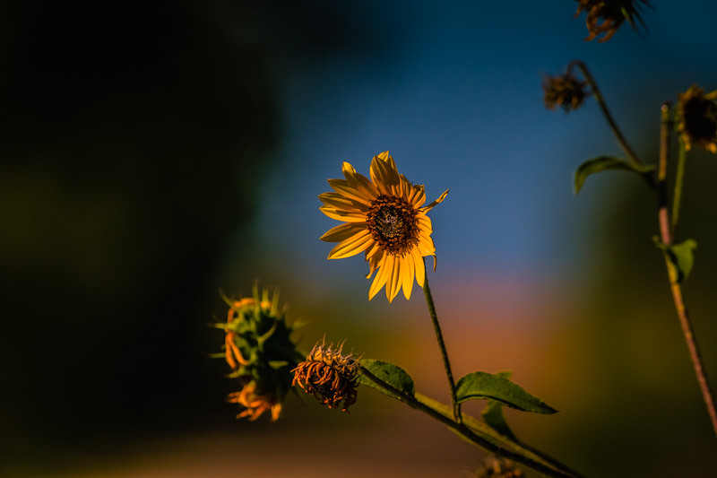 sunflowers