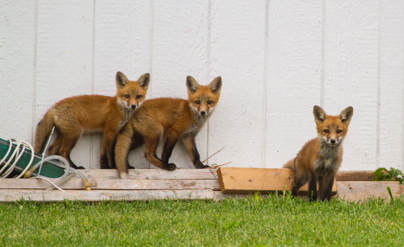 playful foxes