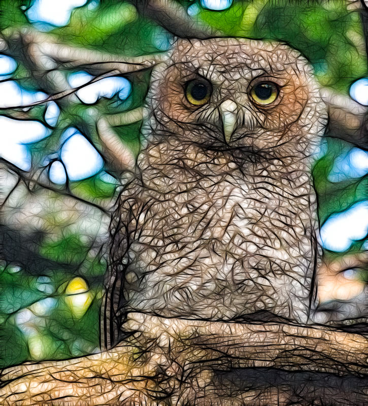 fractalius baby owl