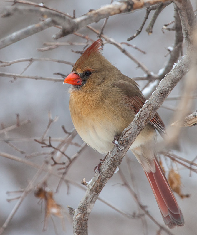 female cardinal