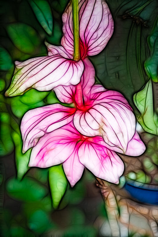 fractalized Medinilla flower