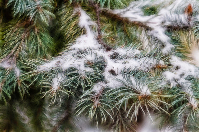 fractalius spruce