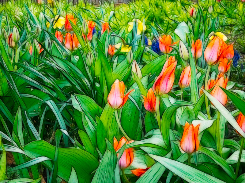 tulips