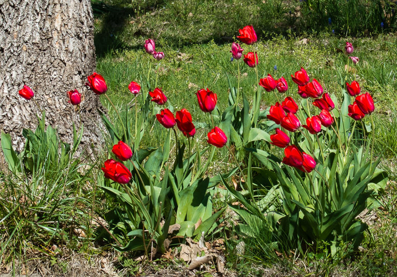 tulips