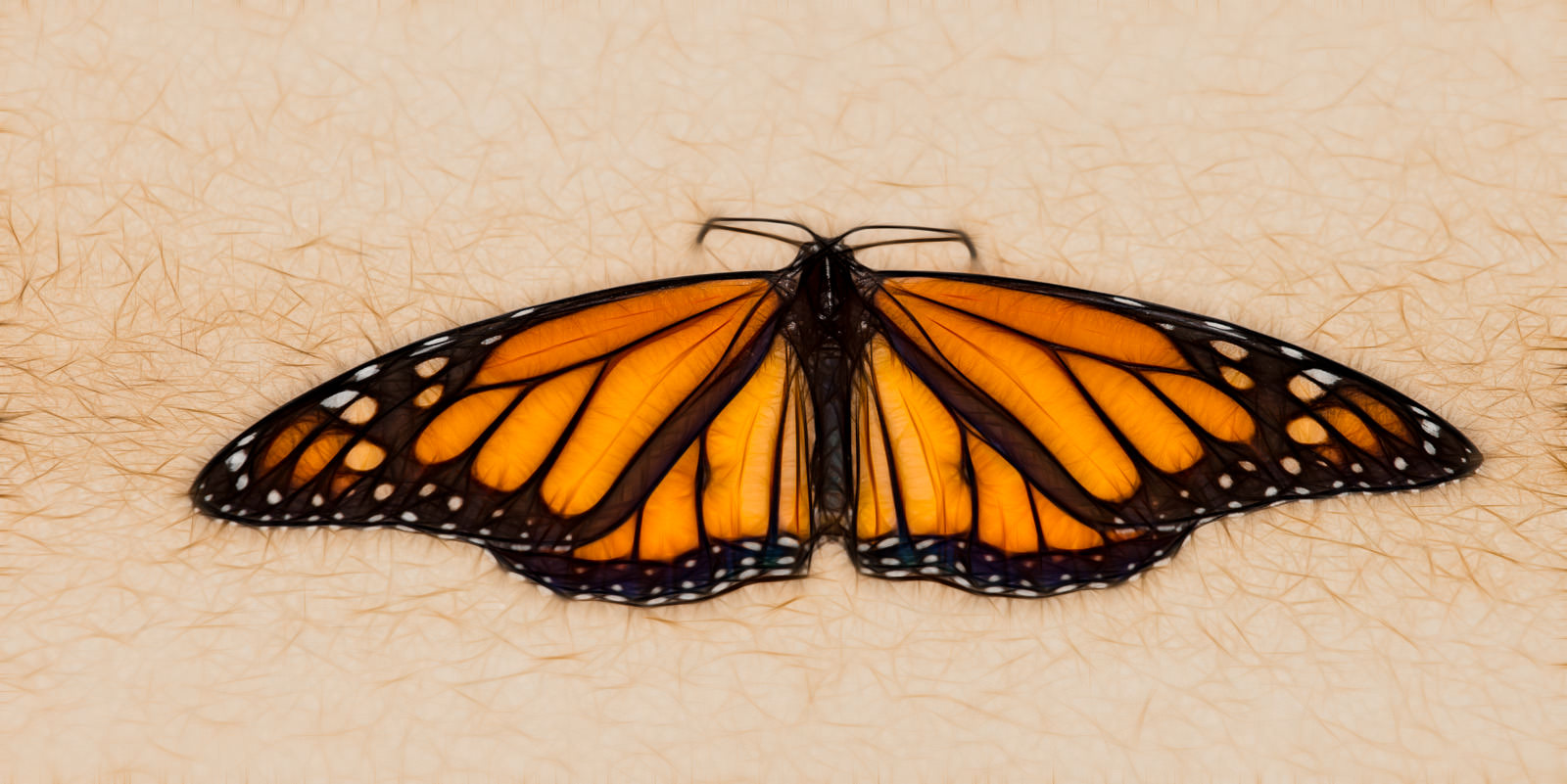 Monarch butterfly