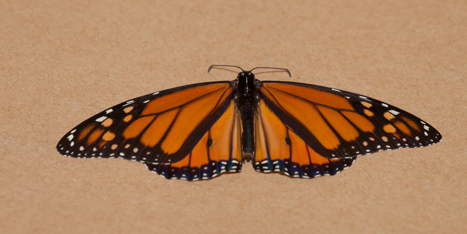 Monarch butterfly