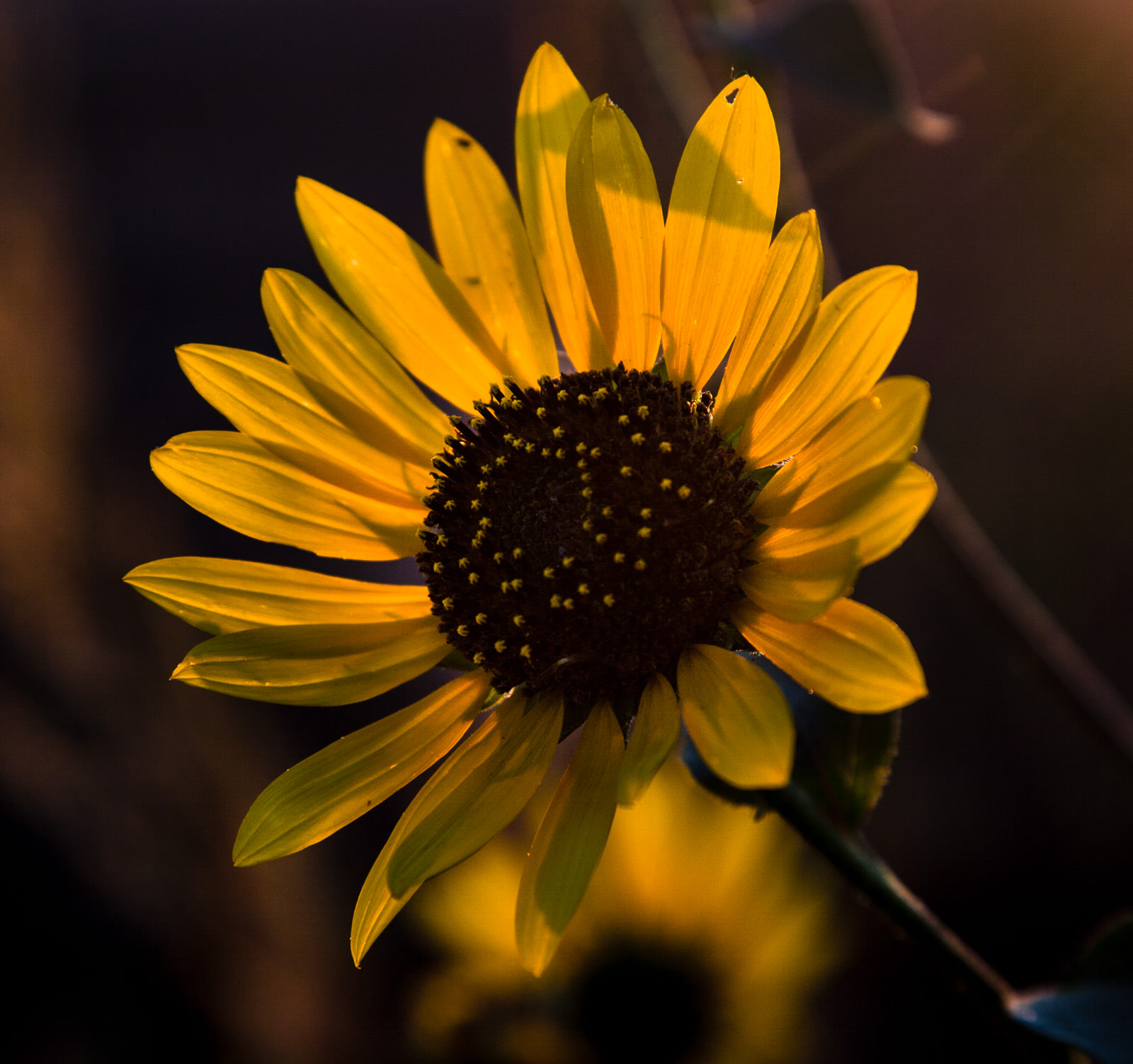 sunflowers