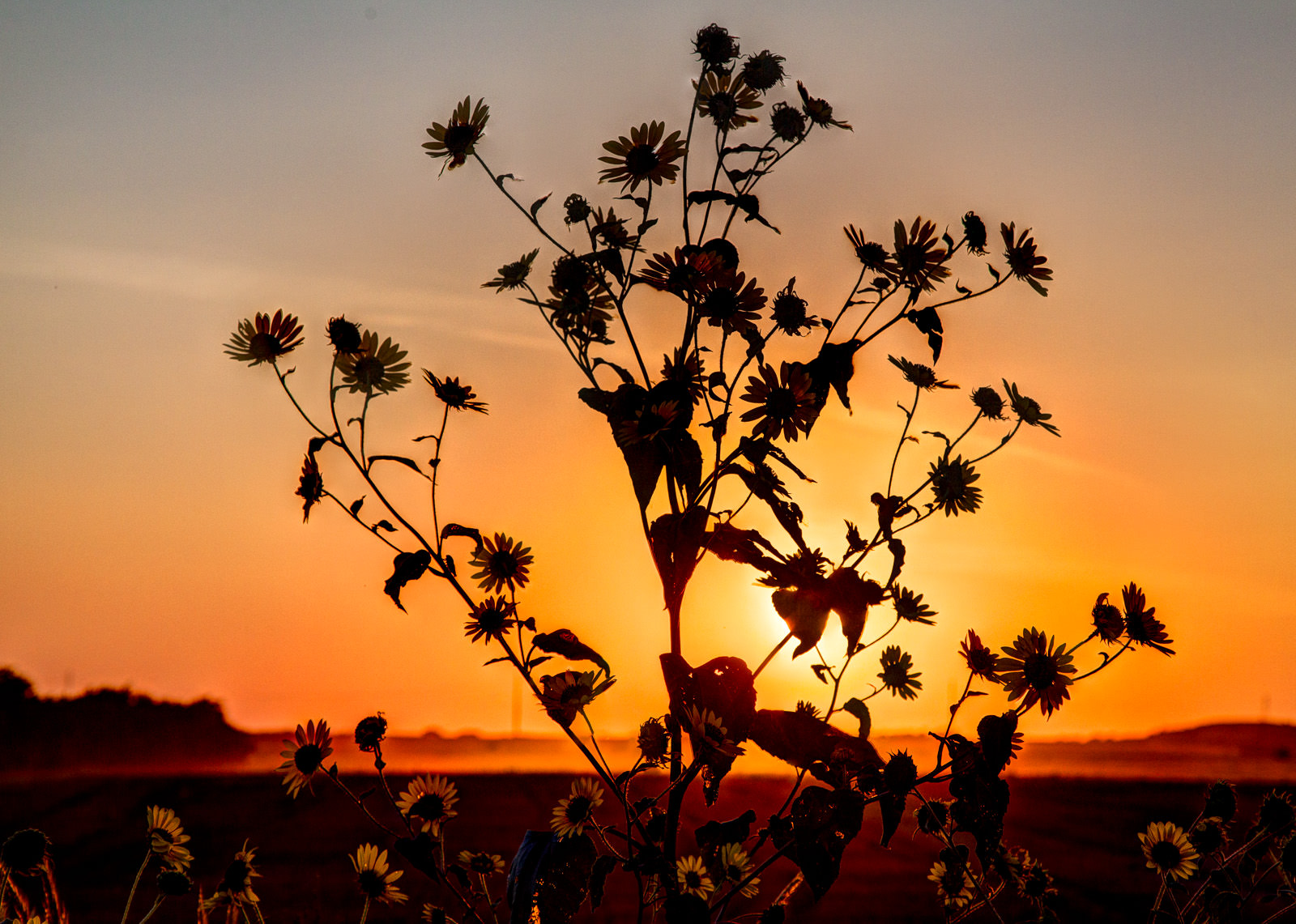 sunflowers