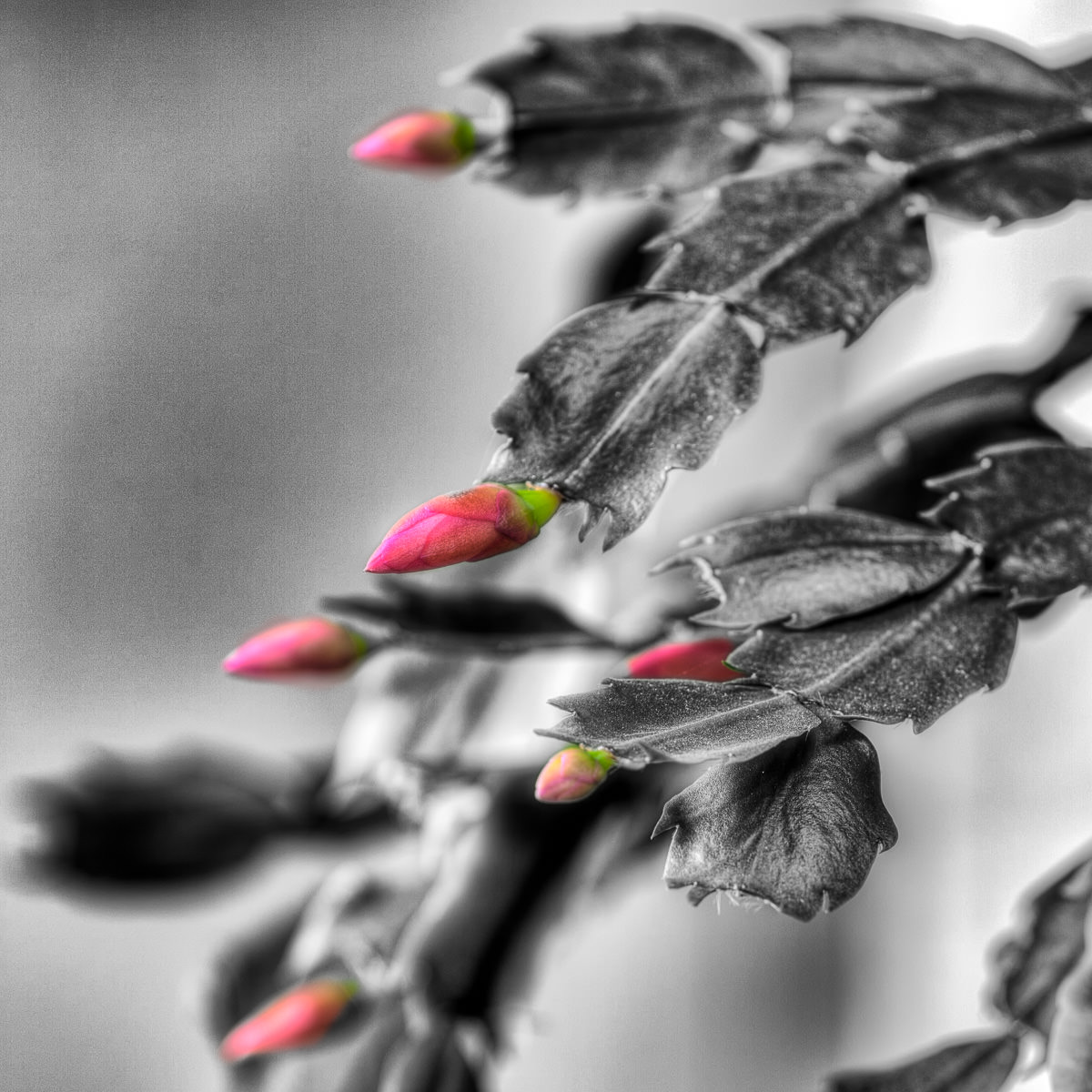 Christmas cactus