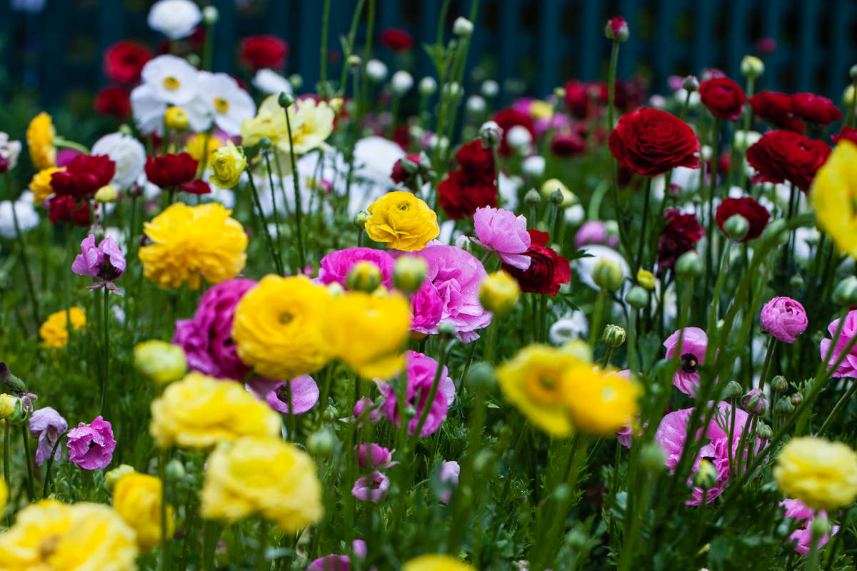 Palo Alto flowers