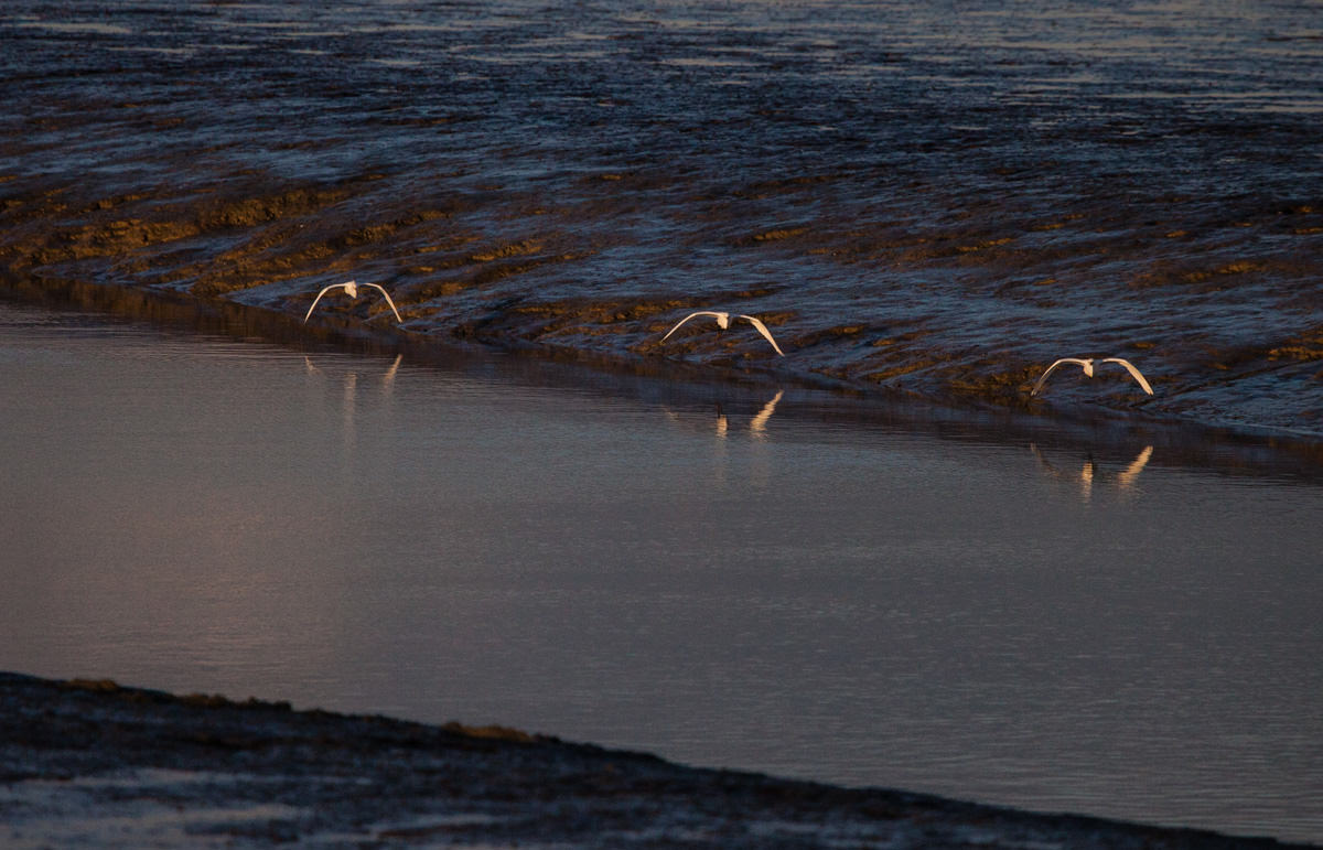 Baylands Park