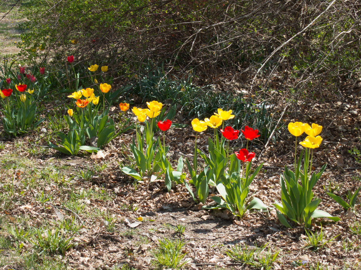 Kansas spring