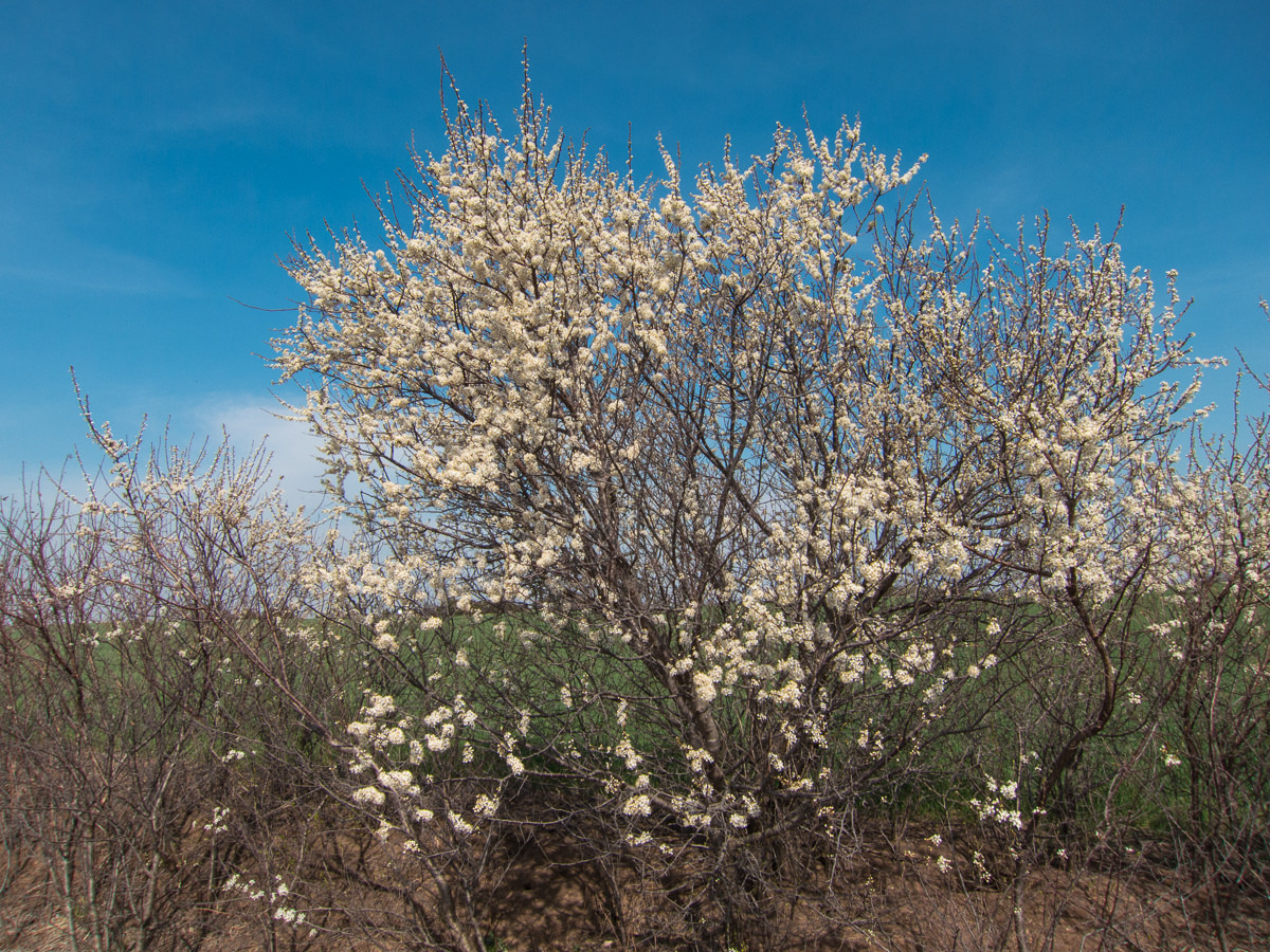 Kansas spring