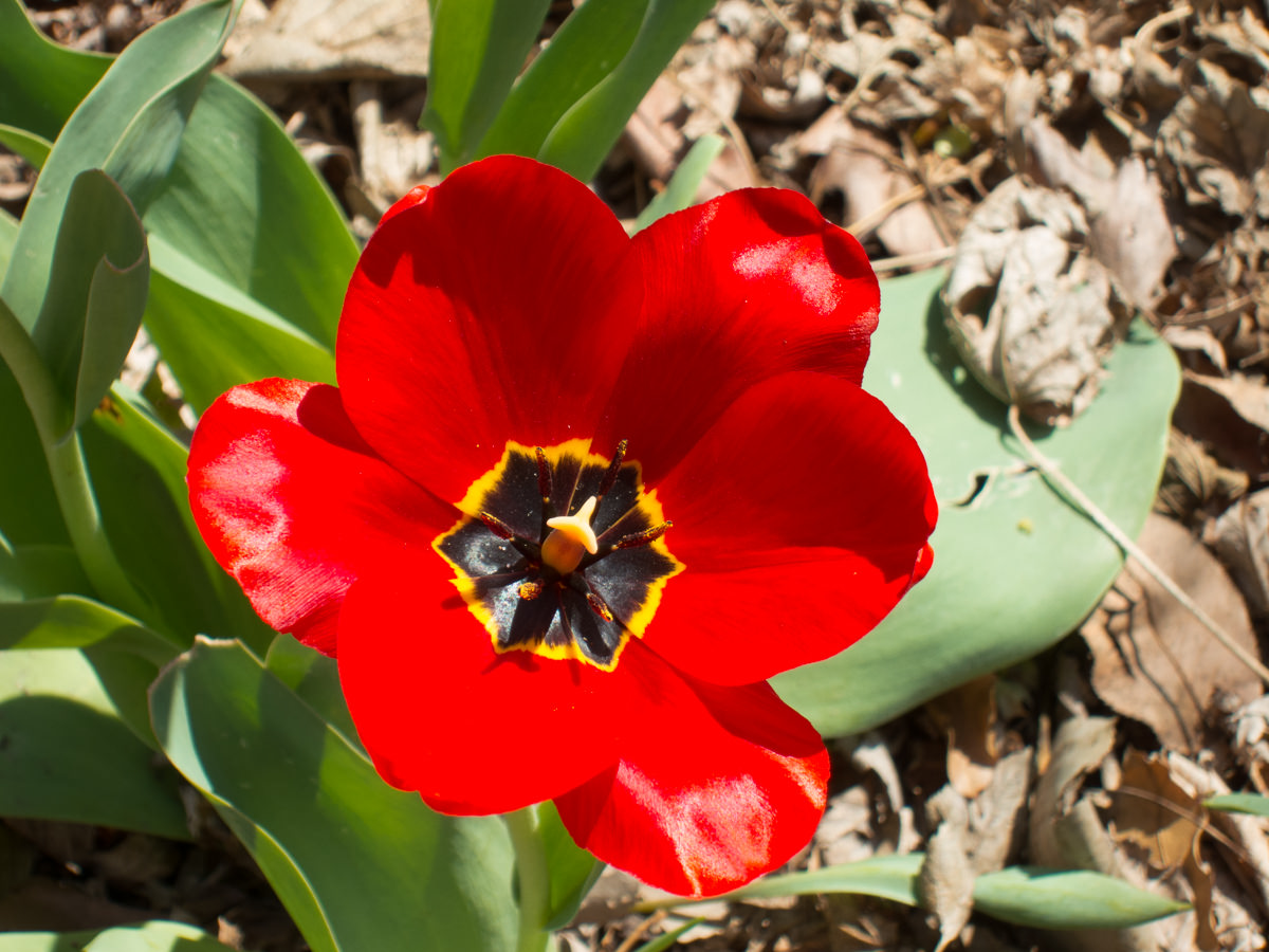 Kansas spring