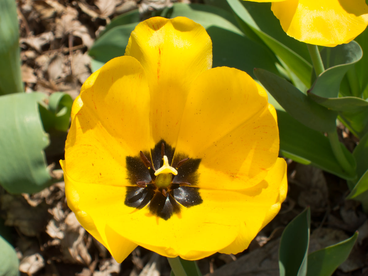 Kansas spring