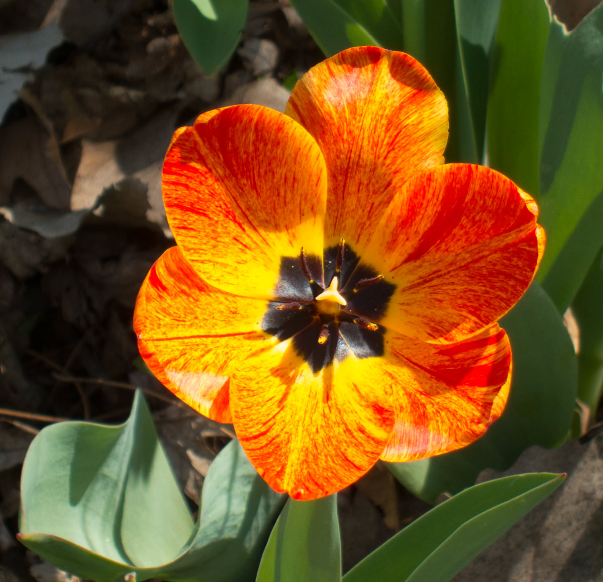 Kansas spring