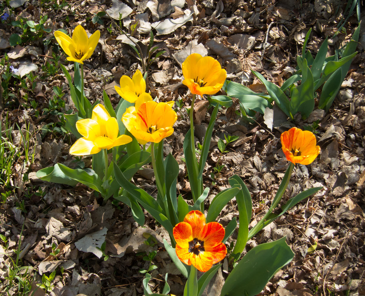 Kansas spring