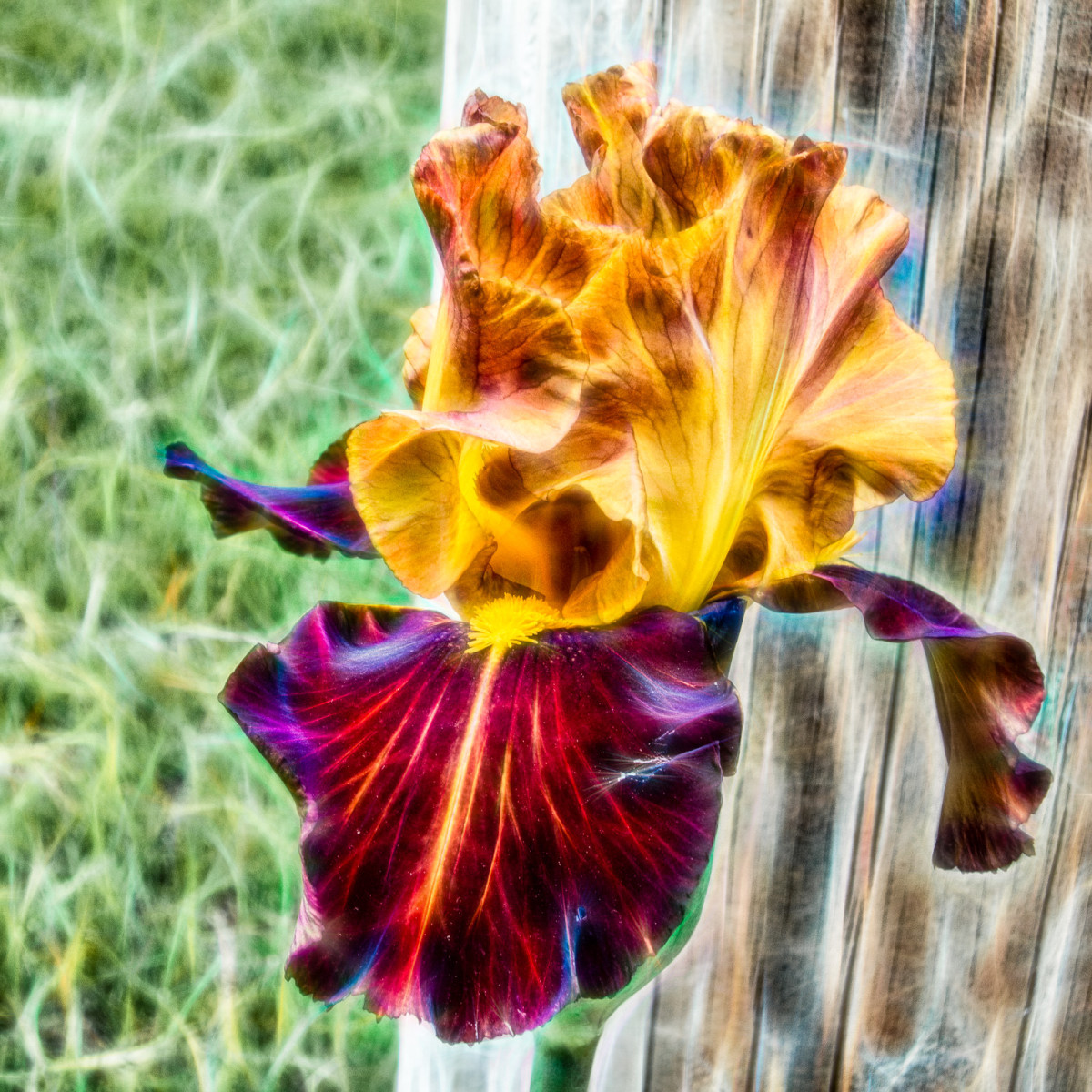 Iris Variations