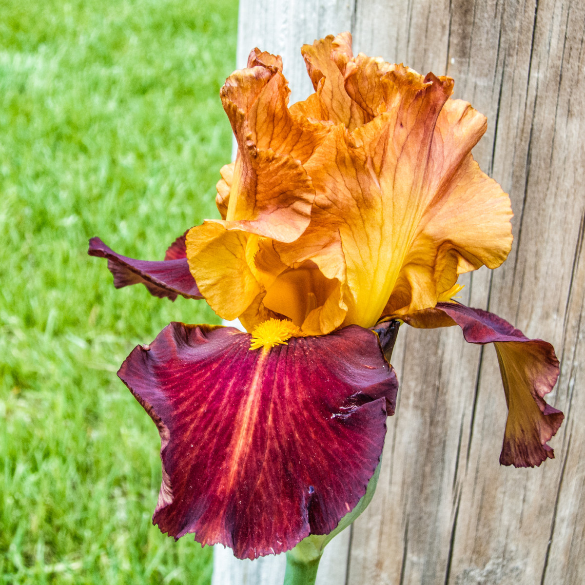 Iris Variations
