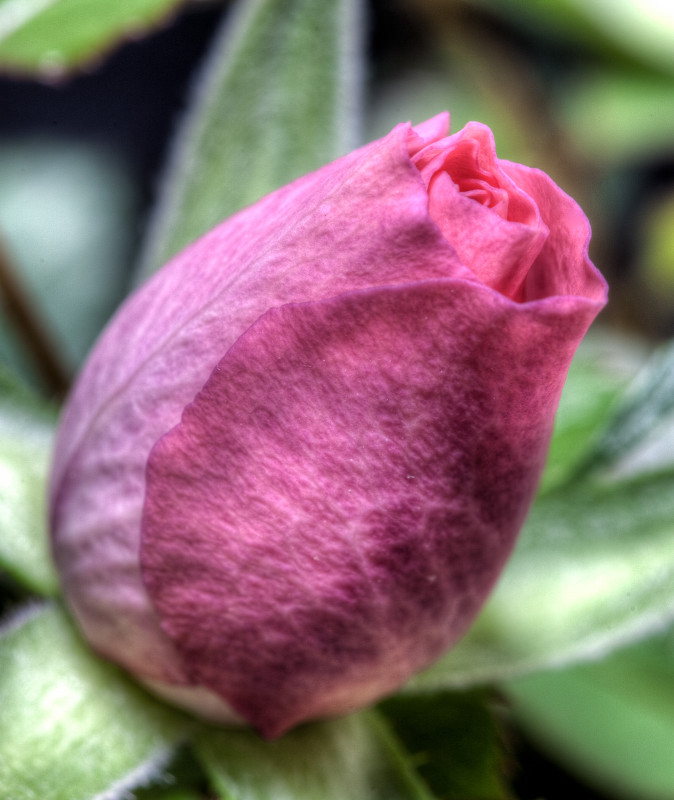 Pink Rose