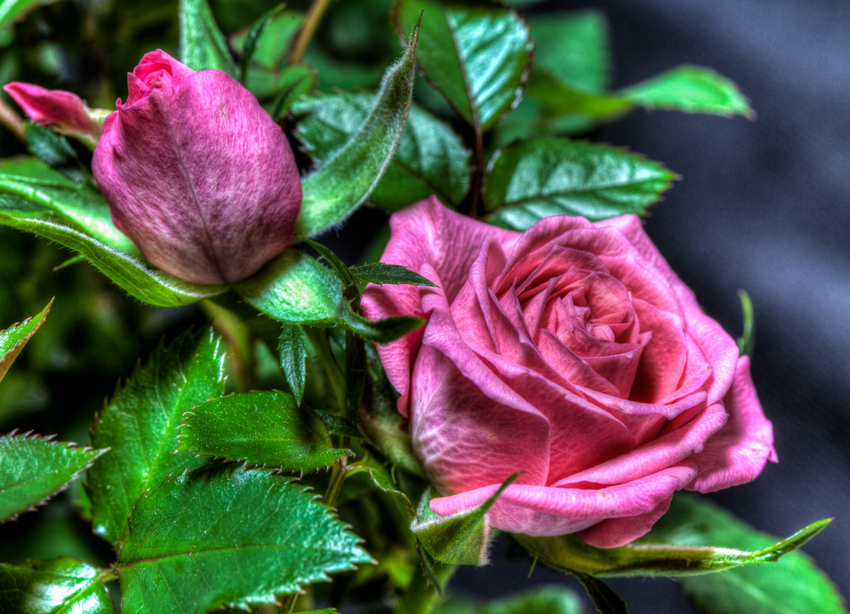 Pink Rose