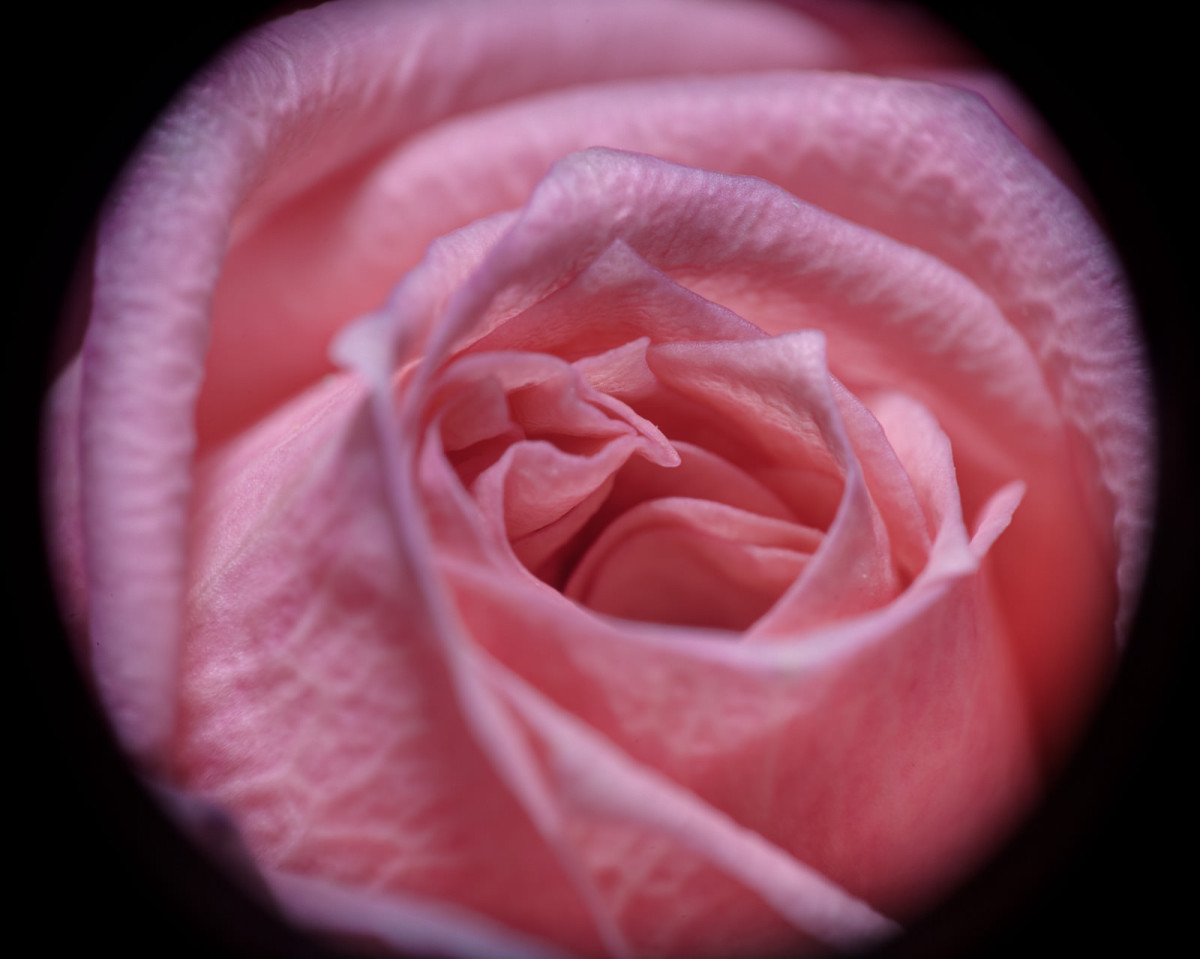 Pink Rose