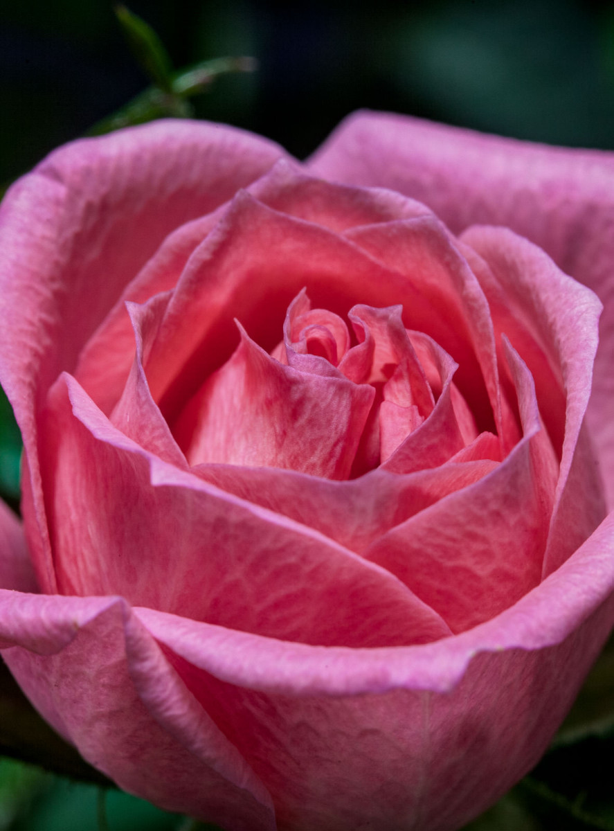 Pink Rose