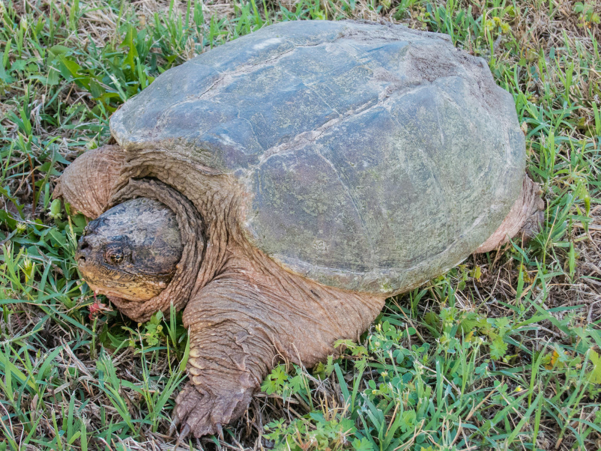 Snapping Turtle