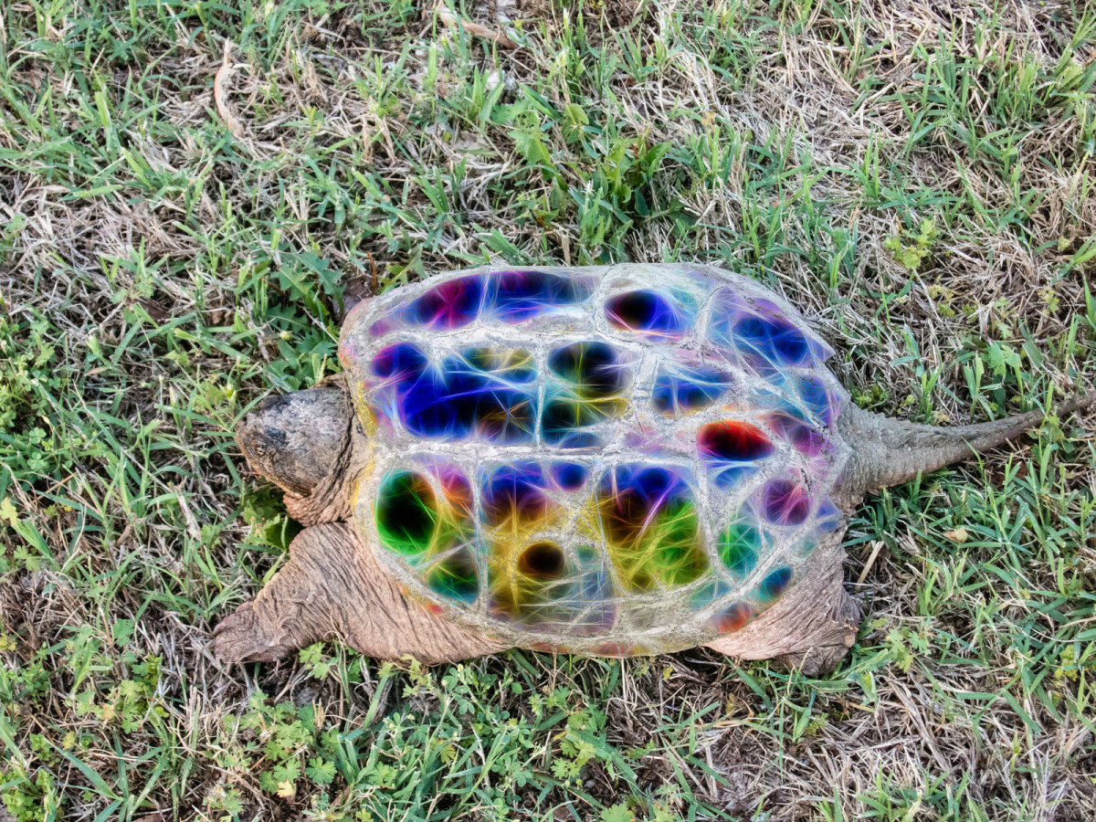 Snapping Turtle