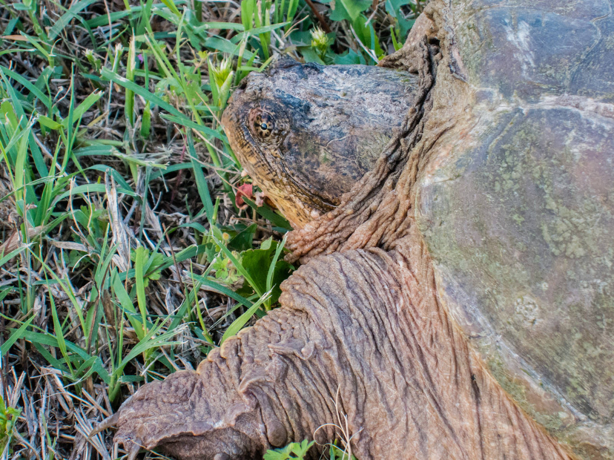 Snapping Turtle