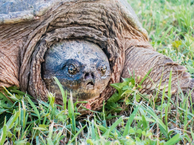 Snapping Turtle