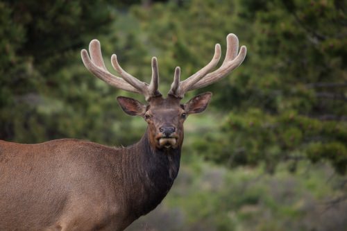 Bull Elk, Estes Park