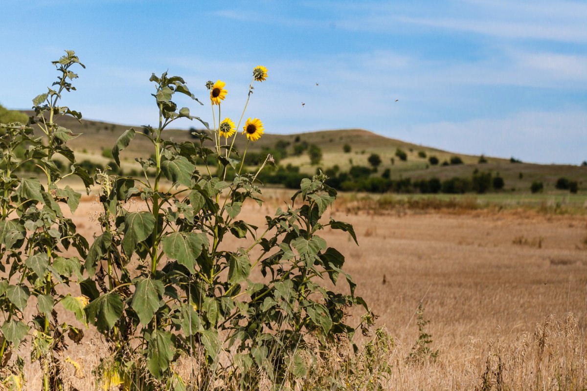 Sunflowers and Hills