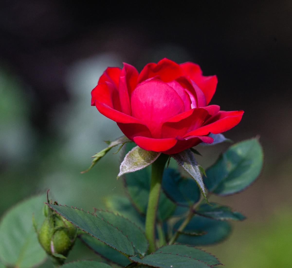 Miniature Red Rose
