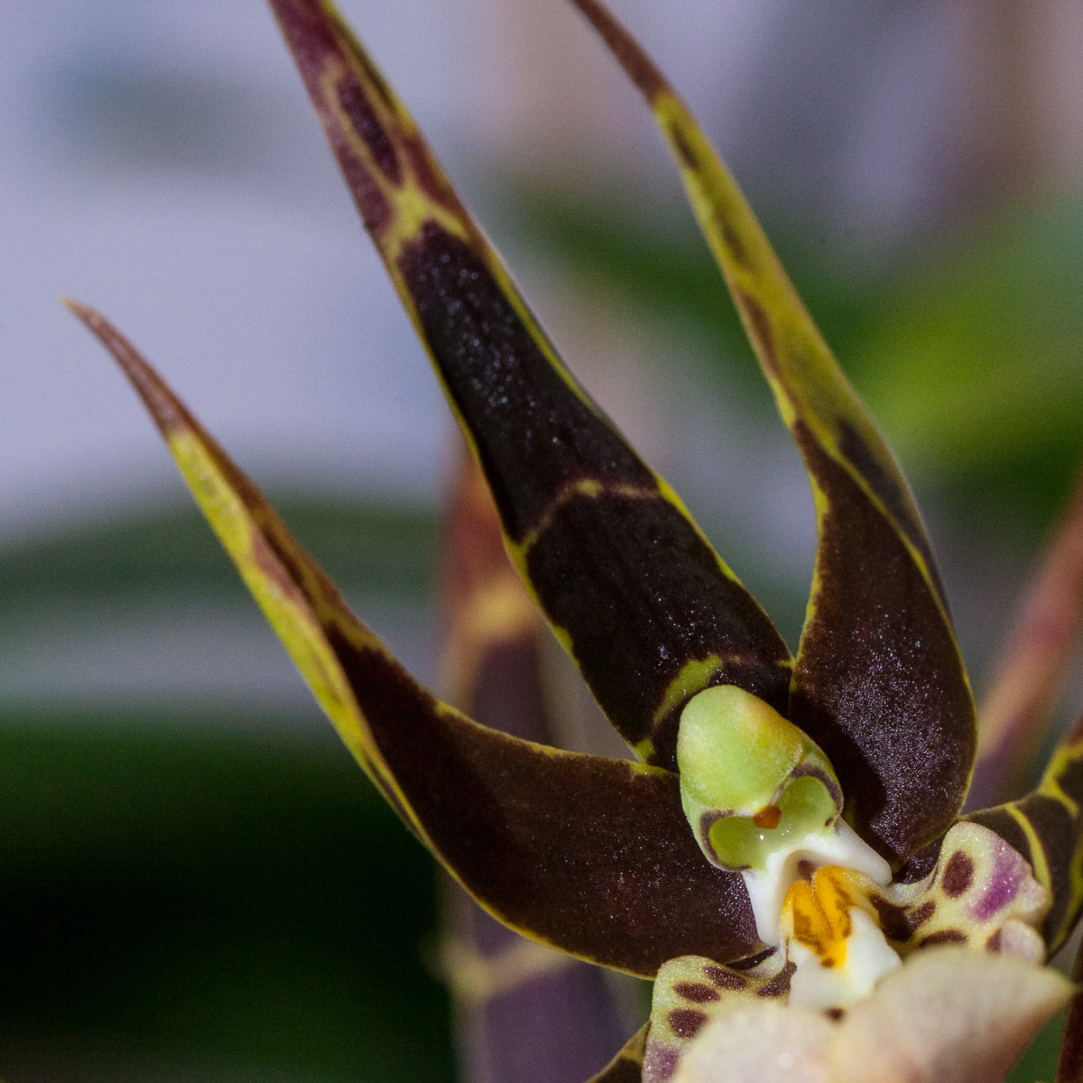 Cool Orchid