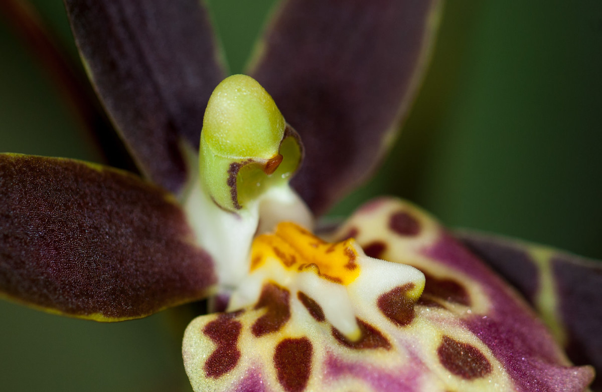 Orchid Closeup