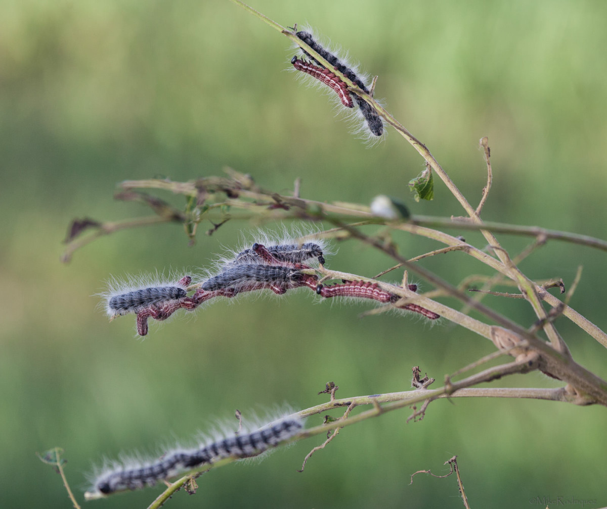 Walnut Caterpillar Larvae