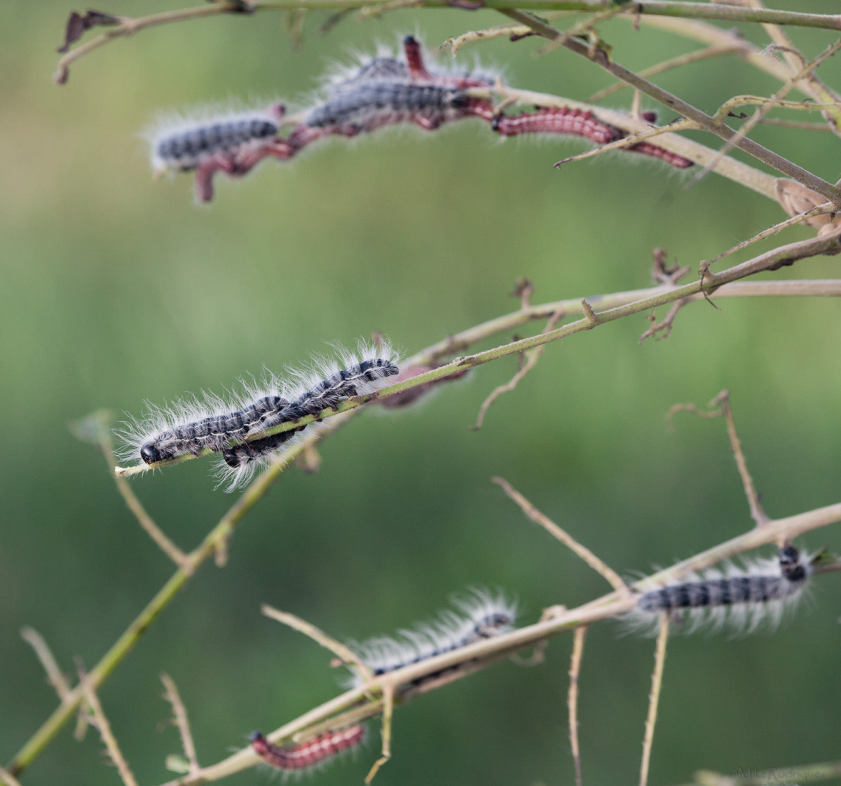 Walnut Caterpillar Larvae