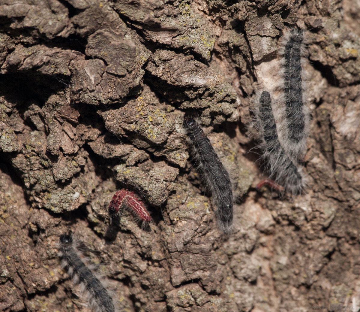 Walnut Caterpillar Larvae