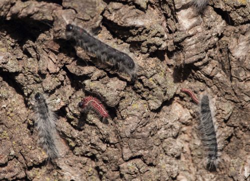 Walnut Caterpillar Larvae