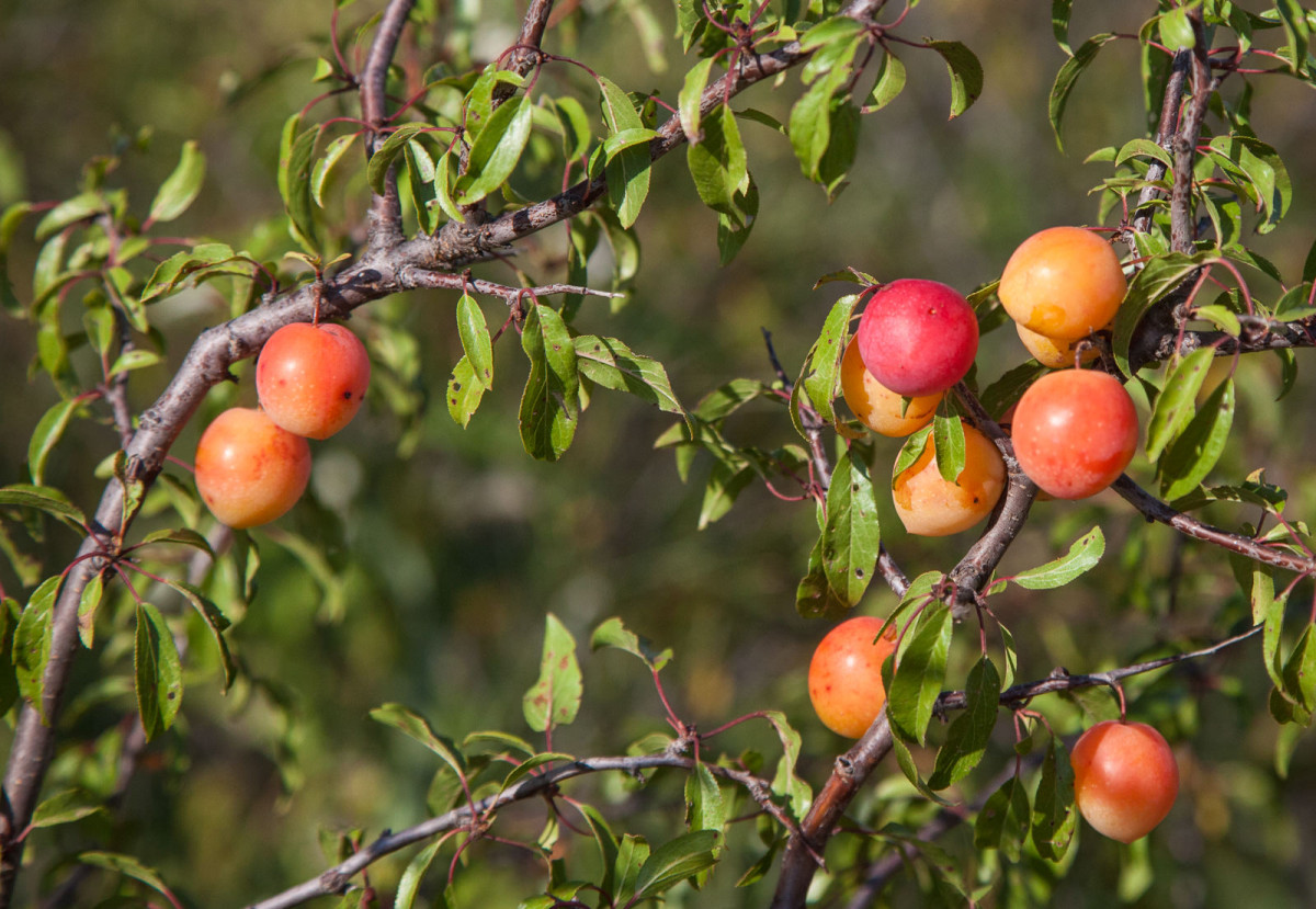 Sand Hill Plums