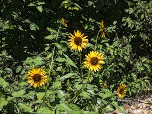 Meadowlark Trail: Fractalius Sunflowers