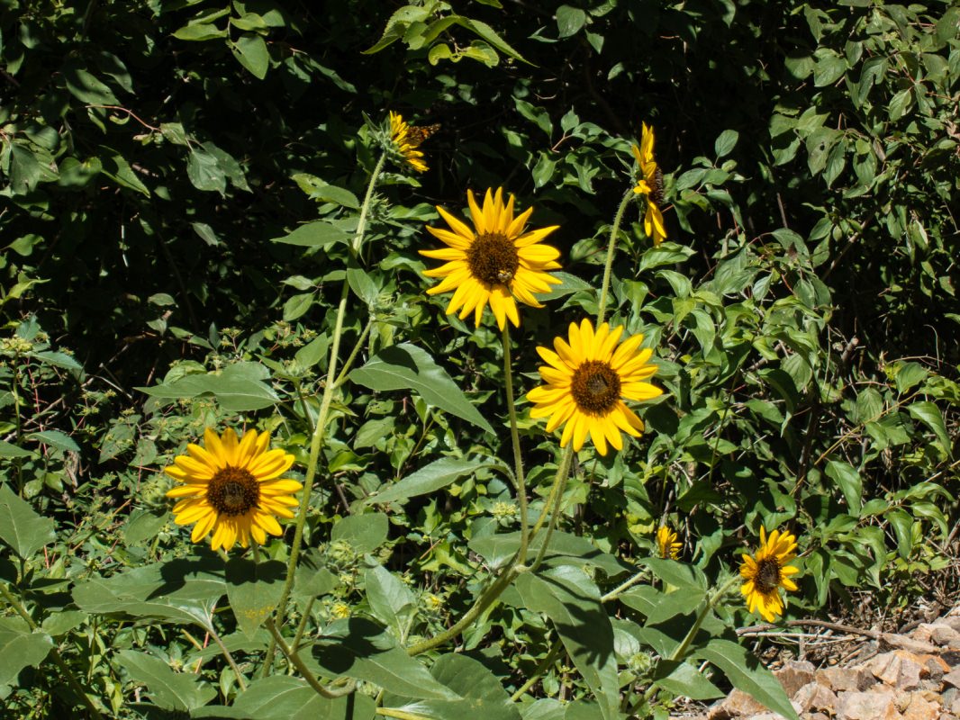 Meadowlark Trail: Sunflowers