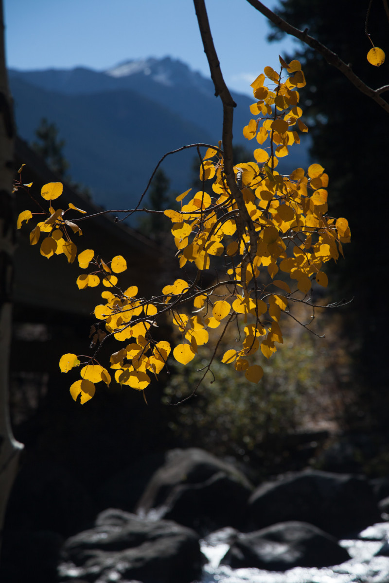 Colorado Aspen