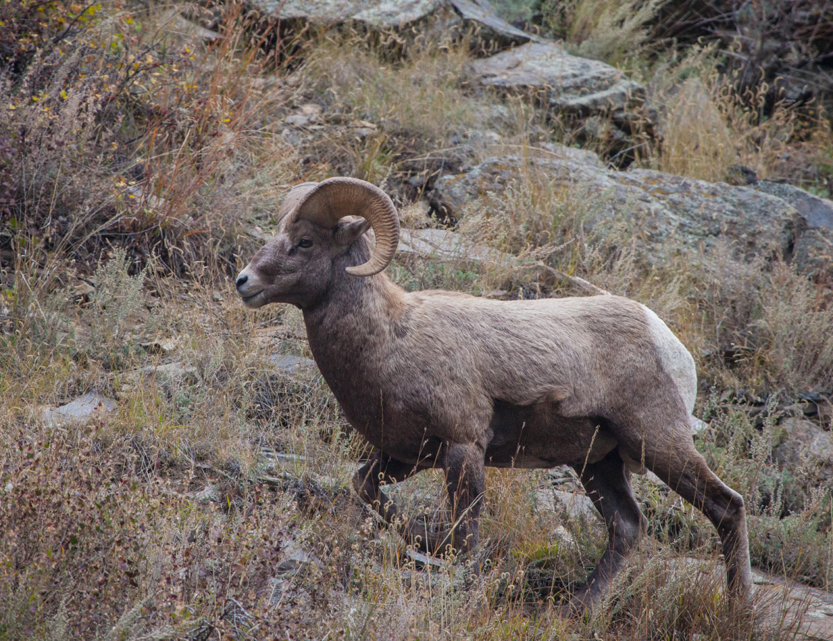 Big Horn Sheep