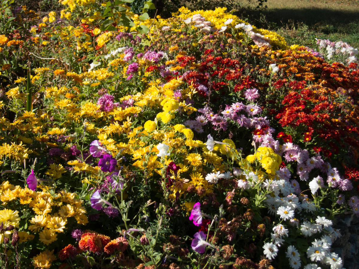 fall-color-oct14-3