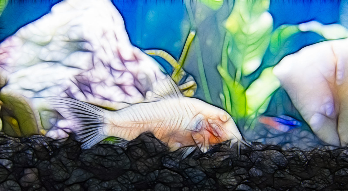 Fractalized Cory Cat