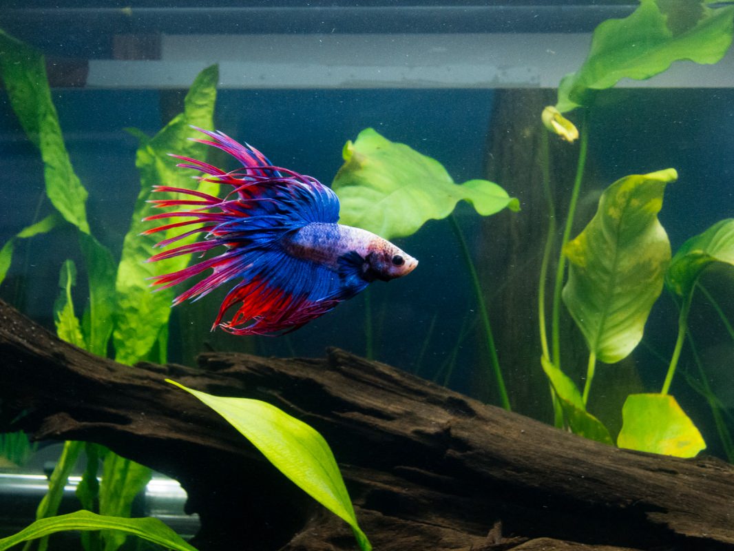 Betta in 20 gallon planted tank